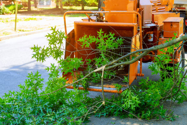 Reliable Honokaa, HI Tree Removal Solutions