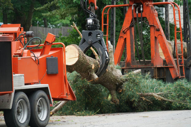 How Our Tree Care Process Works  in  Honokaa, HI